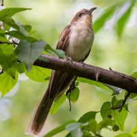 Black-billed Cuckoo